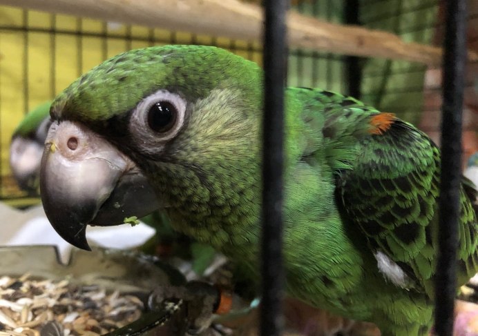 Poicephalus Gulielmi