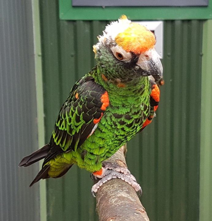 Poicephalus Gulielmi