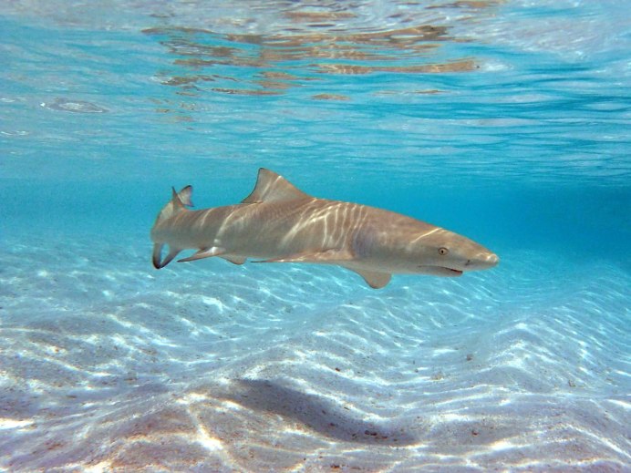 Зебровая акула (Zebra Shark)