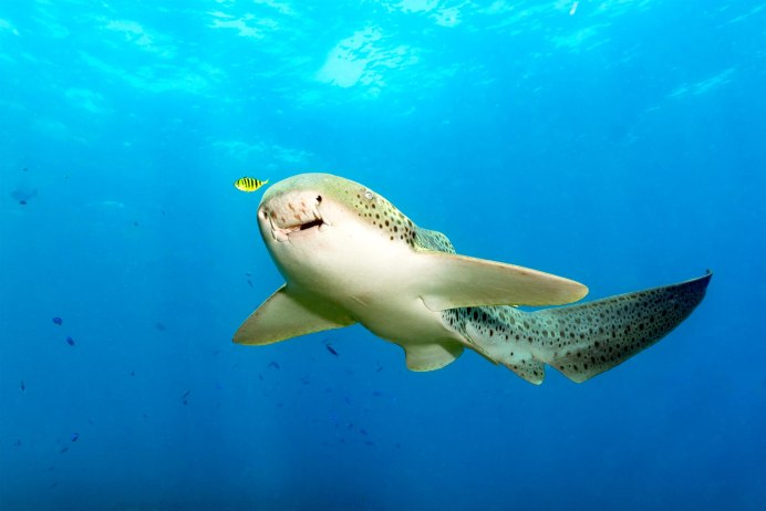 Negaprion brevirostris