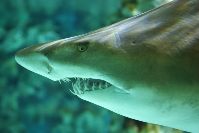 Negaprion acutidens