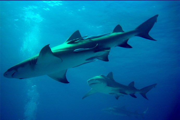 Negaprion acutidens