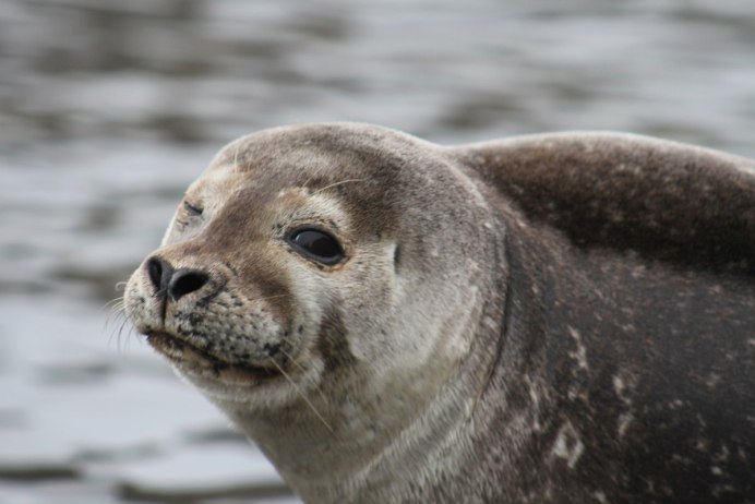 Кольчатая Нерпа Акиба