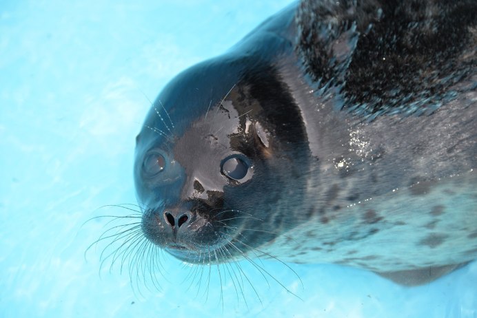 Беломорская кольчатая Нерпа