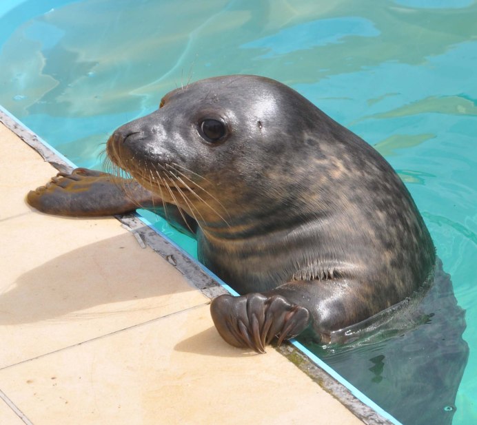 Беломорская кольчатая Нерпа