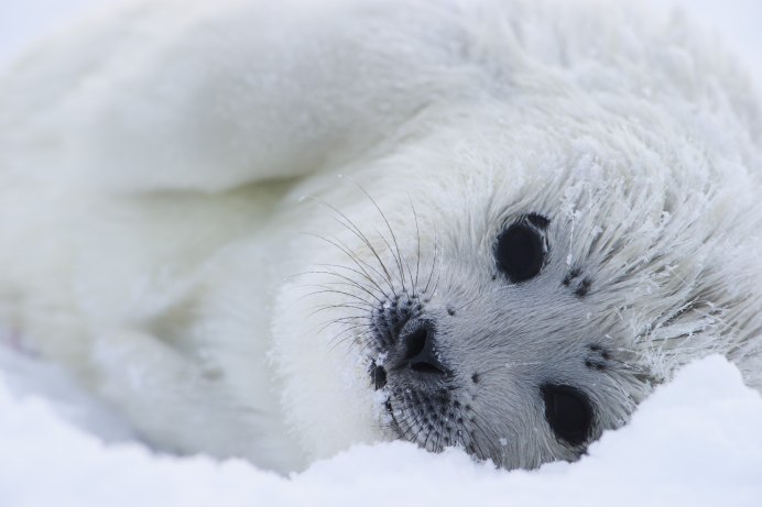 Кольчатая Нерпа Белек