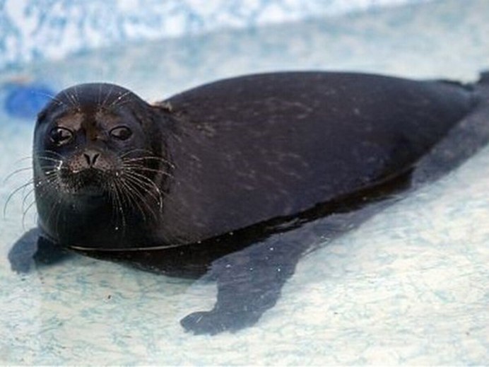 Балтийская кольчатая Нерпа