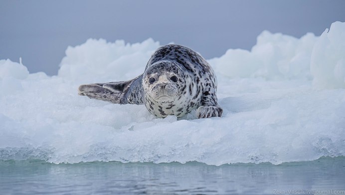 Беломорская кольчатая Нерпа
