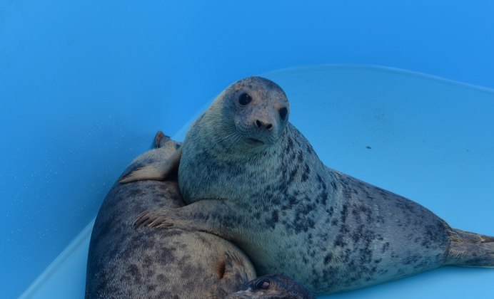 Нерпа кольчатая Чукотка