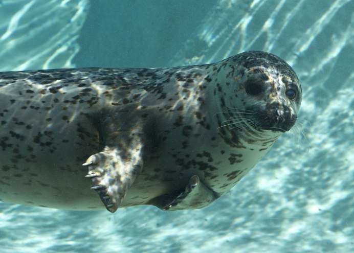 Ластоногие хищники