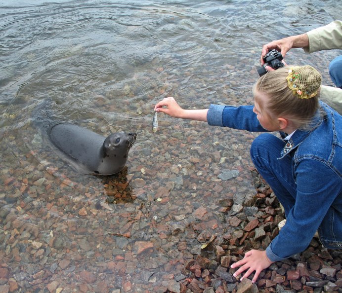 Морской заяц ластоногий