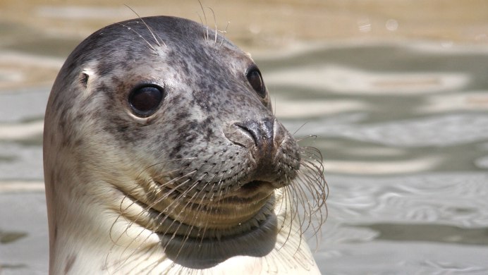 Ластоногие кольчатая Нерпа