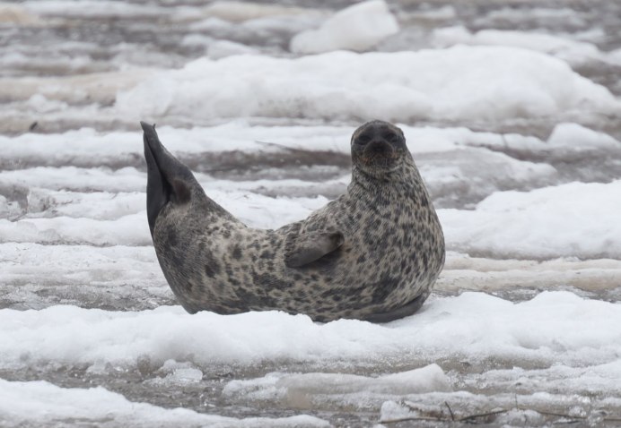 Животные Байкала фото с названием