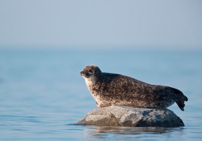 Курильский тюлень АНТУР