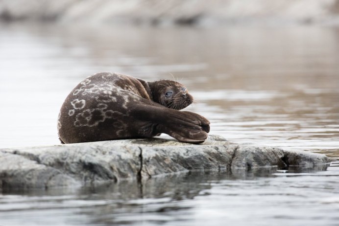 Байкальская Нерпа