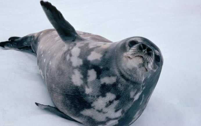 Кольчатая Нерпа белое море