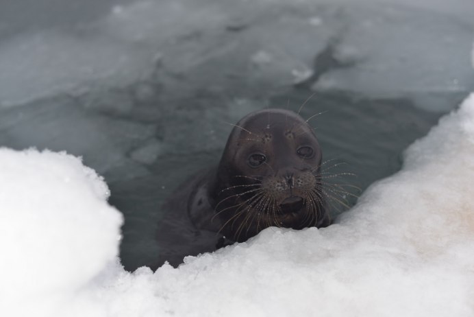 Оранжевая Нерпа