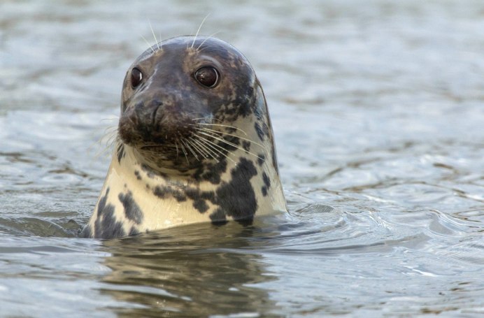 Ладожская Нерпа рисунок