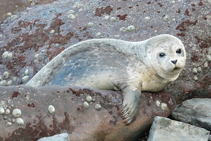 Ладожская кольчатая Нерпа