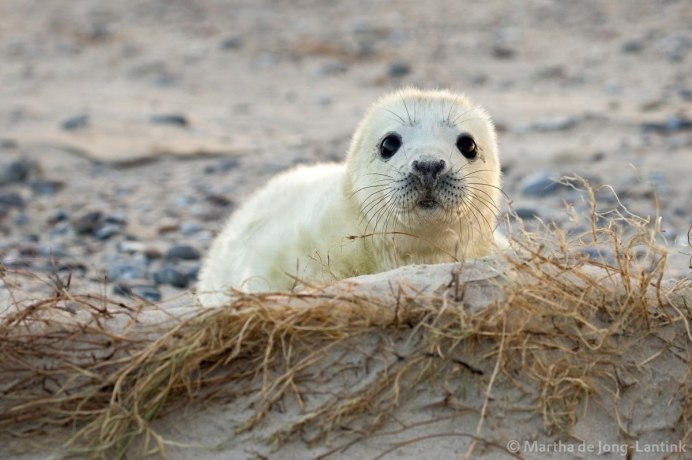 Ладожская кольчатая Нерпа