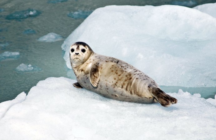 Кольчатая Нерпа Калининградская область