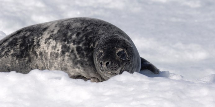 Сайменская кольчатая Нерпа