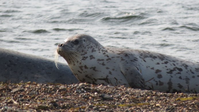 Ларга пестрая Нерпа