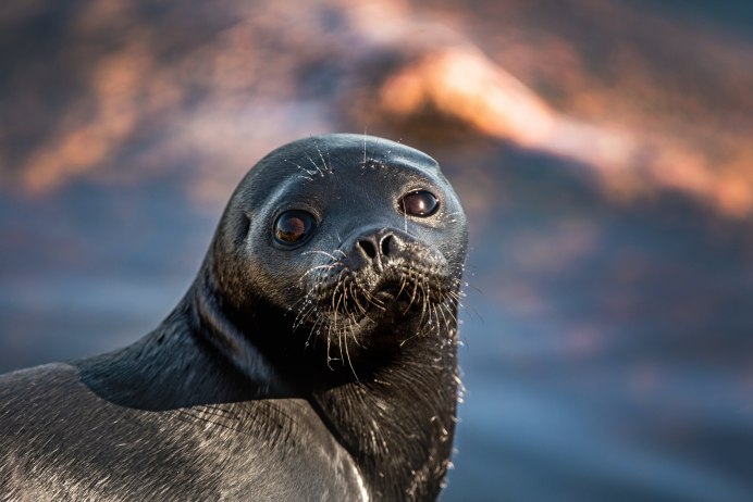 Беломорск тюлени