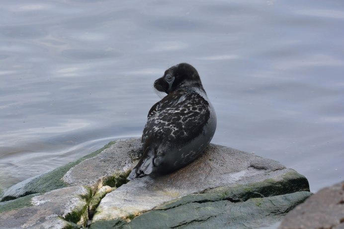 Кольчатая Нерпа Белек