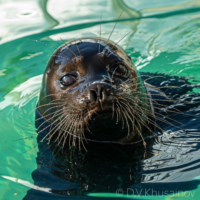 Ладожская Нерпа - тюлень