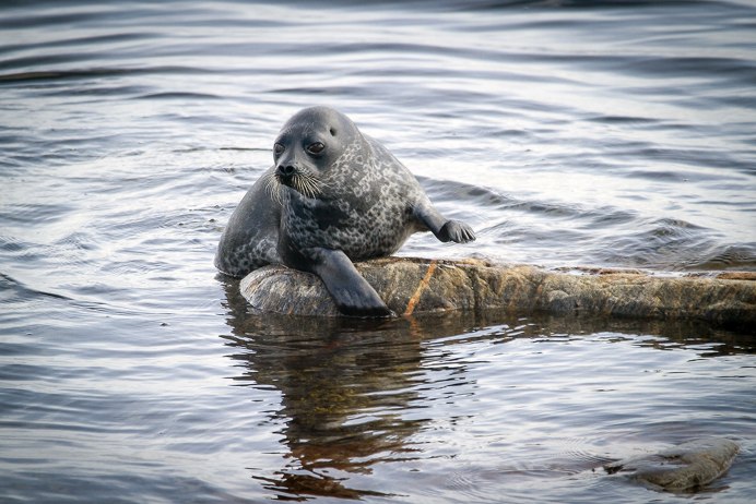 Байкальская кольчатая Нерпа