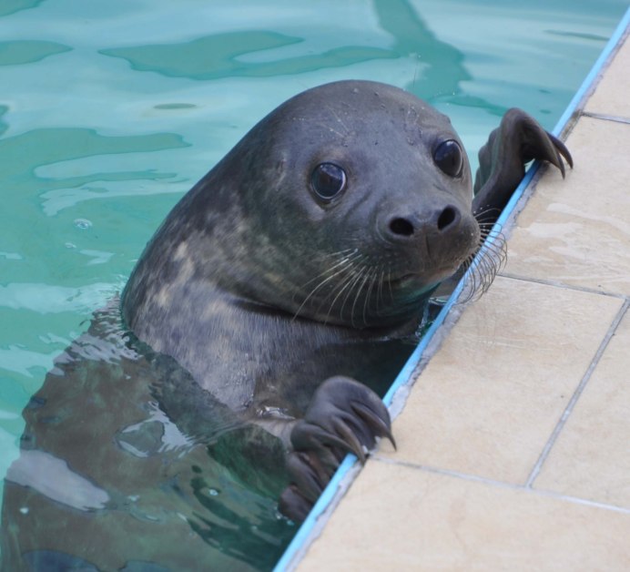 Беломорская кольчатая Нерпа
