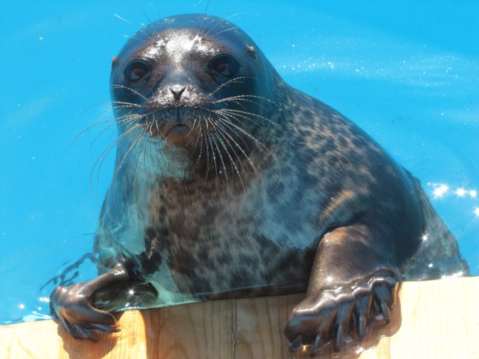 Балтийская кольчатая Нерпа