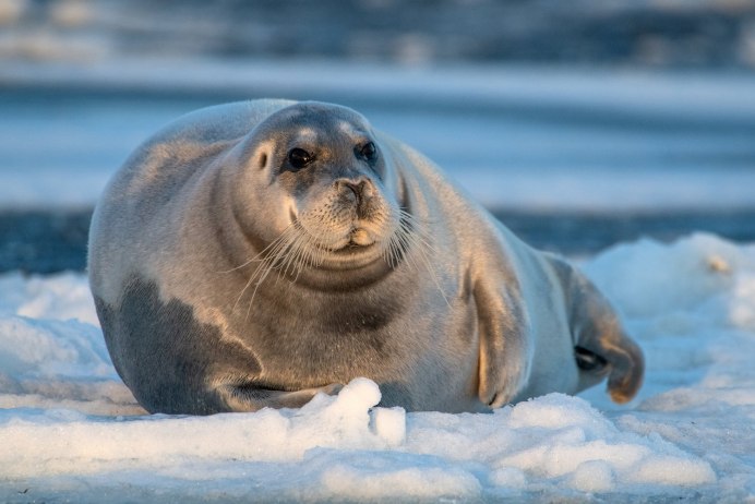 Кольчатая Нерпа Акиба