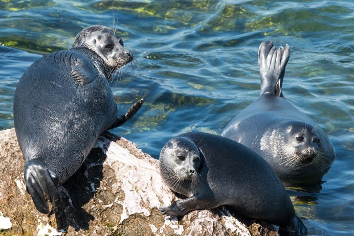 Сайменская кольчатая Нерпа