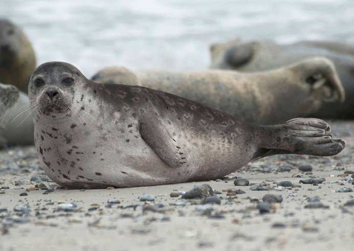Пятнистая кольчатая Нерпа