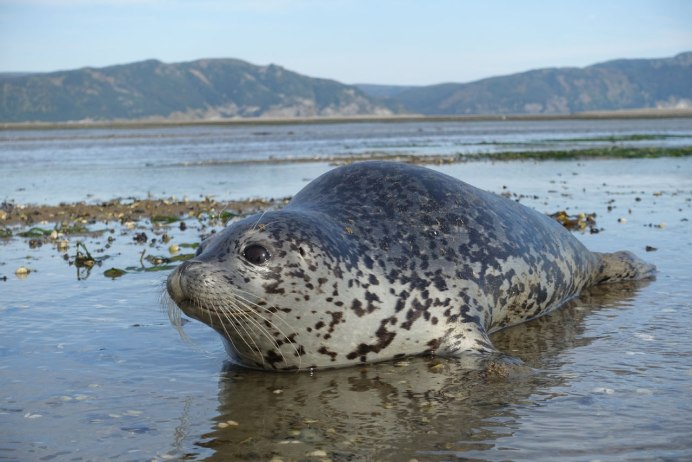 Обиженный морской котик