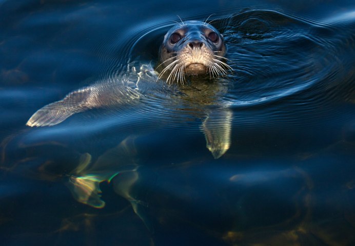 Морской заяц или Лахтак