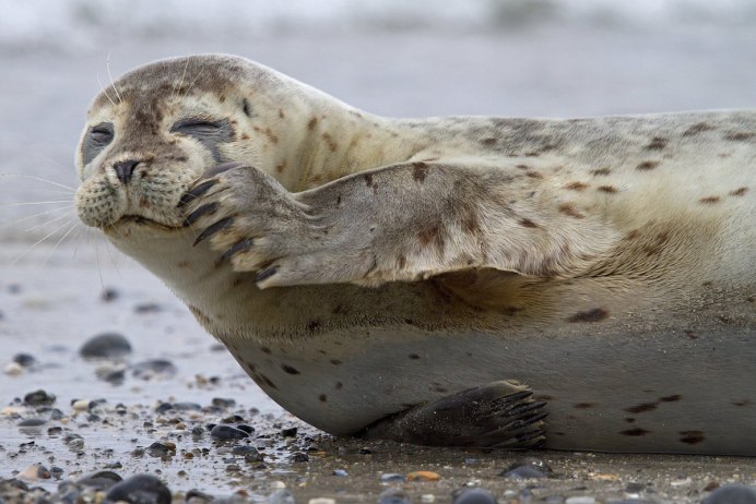 Балтийская Нерпа