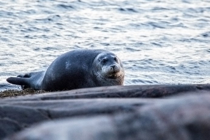 Беломорская кольчатая Нерпа