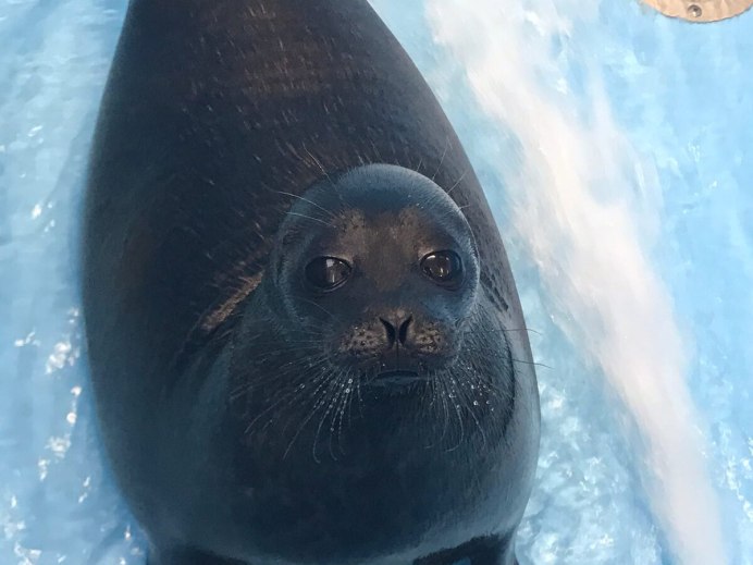 Кольчатые нерпы Ладожское озеро