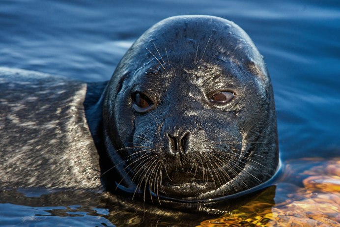 Морской котик большой