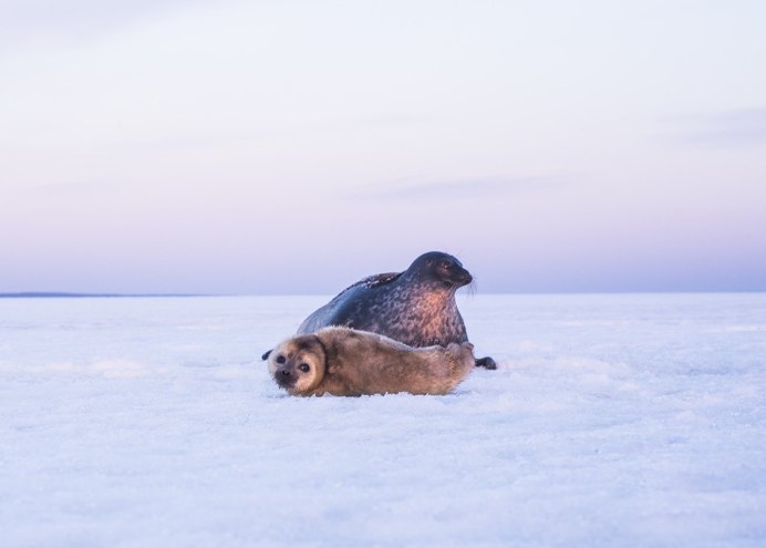 Кольчатая Нерпа ареал