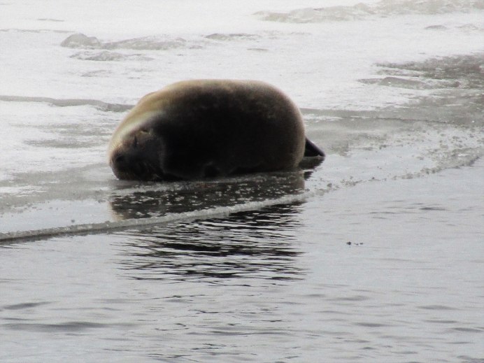 Ладожская кольчатая Нерпа с детенышем
