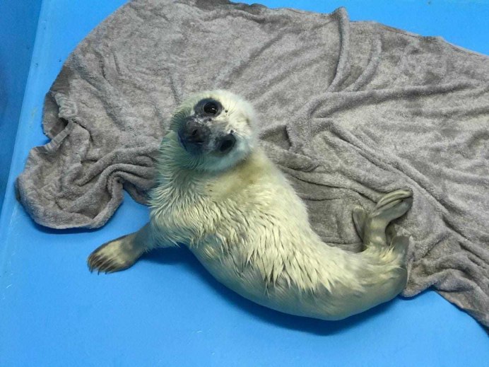 Курильский тюлень АНТУР