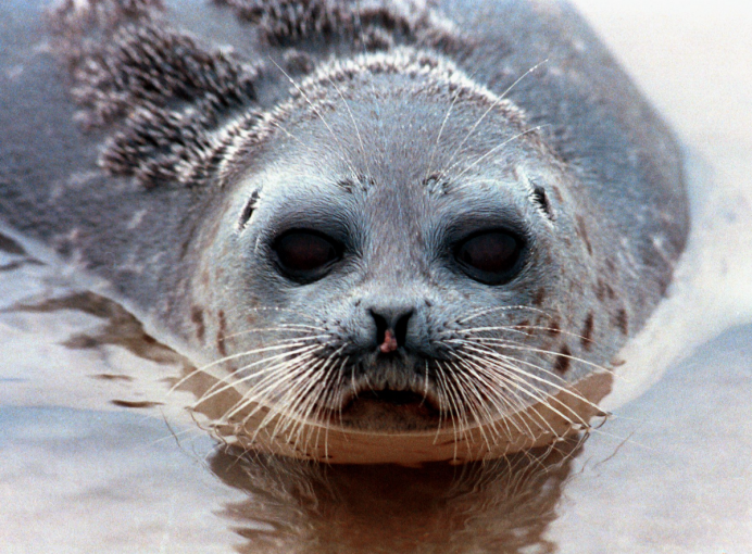 Нерпа на берегу