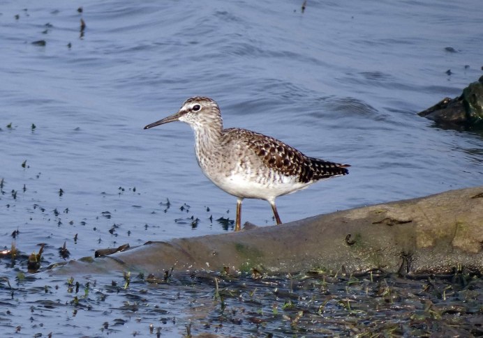 Птица с длинным клювом