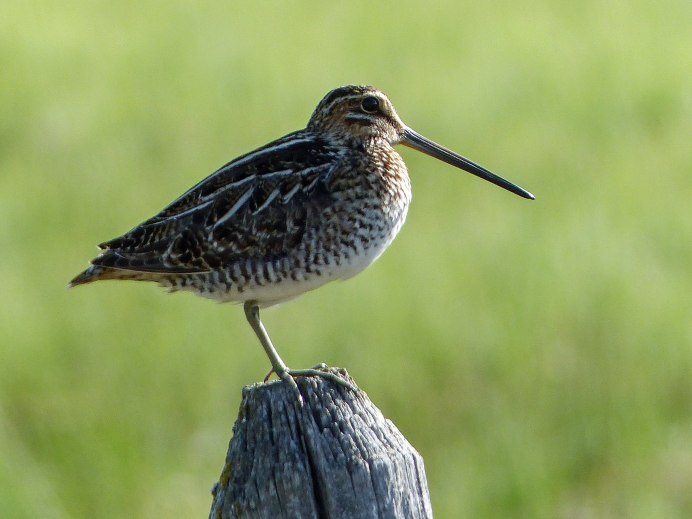 Кроншнеп средний – Numenius phaeopus