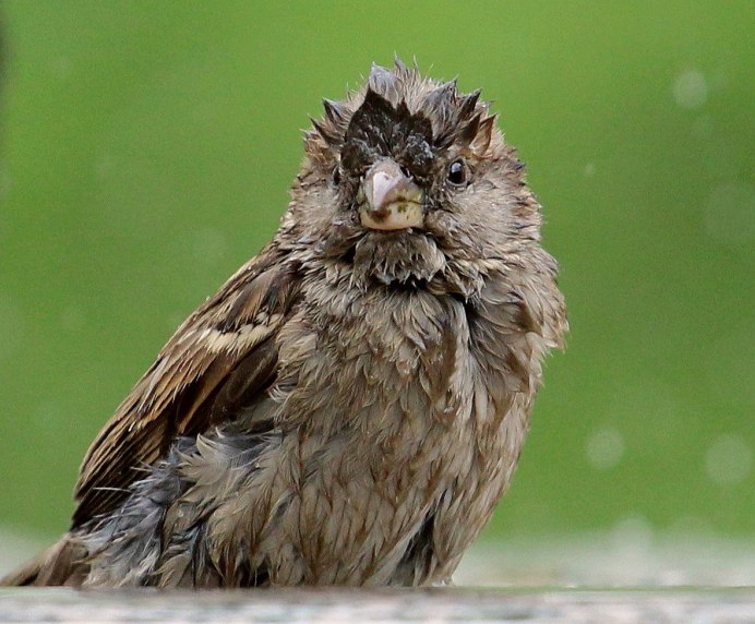 Взъерошенный Воробей