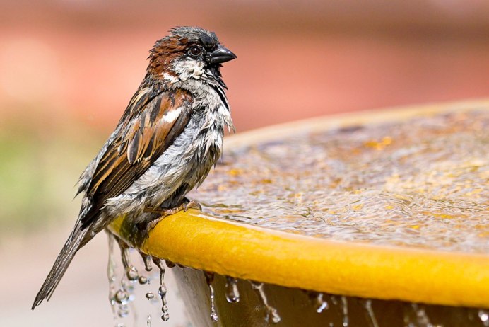 Воробей зимой